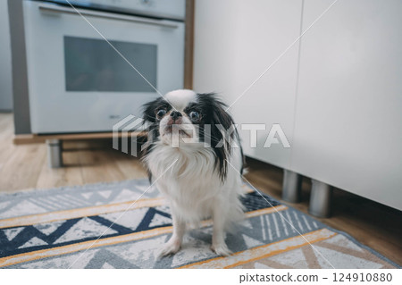 black and white japanese chin dog gazing and looking at camera while sitting on geometric patterned rug in bright kitchen interior, concept of pet portraits, animal content, dog food branding 124910880