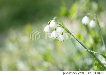 雪花 雪花 124911078