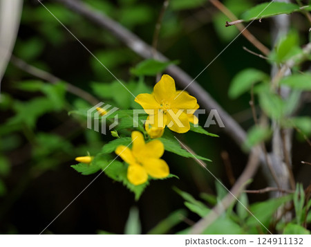 Yamabuki花 124911132