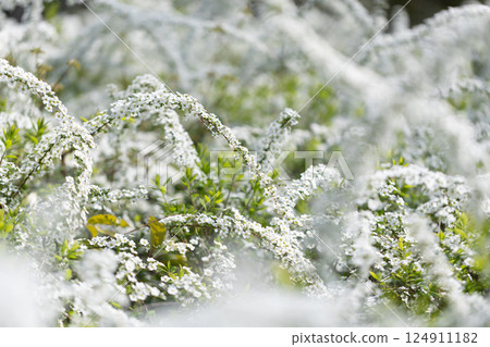 繡線 繡線 124911182