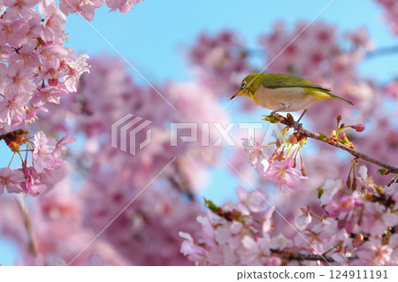 Kawazu cherry tree in full bloom and mezzo 124911191
