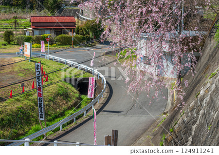 Matsumoto Takizakura Cherry Blossom Viewing Site Countryside Scenery with Cherry Blossoms in Bloom Matsumoto Takizakura Cherry Blossom Viewing Site Countryside Scenery with Cherry Blossoms in Bloom 124911241