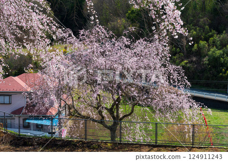 松本滝桜 - 垂枝櫻花盛開的風景 124911243