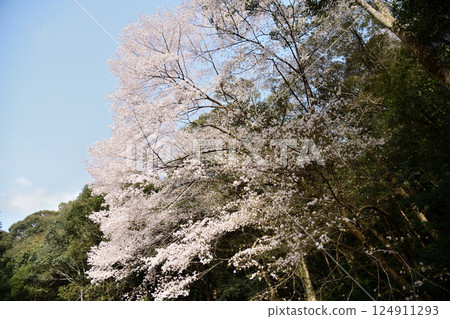 Type specimen tree of Ikenoyama (Kumanozakura) [Kozagawa Town, Wakayama Prefecture] 124911293
