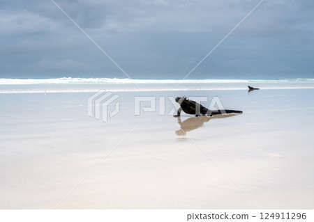 Marine iguana basking on Tortuga Bay beach, Galapagos, Ecuador 124911296