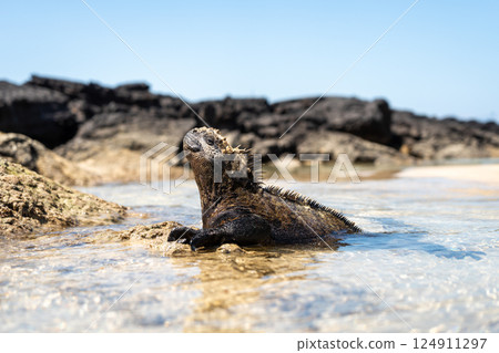 Marine iguana on rocks at Puerto Villamil beach, Galapagos, Ecuador Marine iguana on rocks at Puerto Villamil beach, Galapagos, Ecuador 124911297