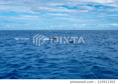Dolphins jumping near Tahuata, Marquesas Islands, French Polynesia, Pacific Ocean 124911303
