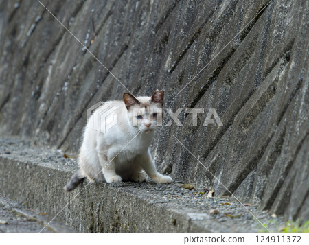 White local cat 124911372