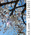 Cherry blossoms shining against the blue sky 124911603