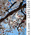 Cherry blossoms shining against the blue sky 124911604