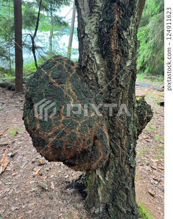 Large Chaga Mushroom Growing on a Birch Tree in Forest 124911623