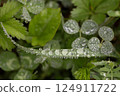 morning dew drops on green grass blade with fresh forest leaves in background after summer rain 124911722