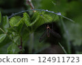 crane fly with transparent wings resting on wet green leaf with dew drops in lush summer foliage 124911723