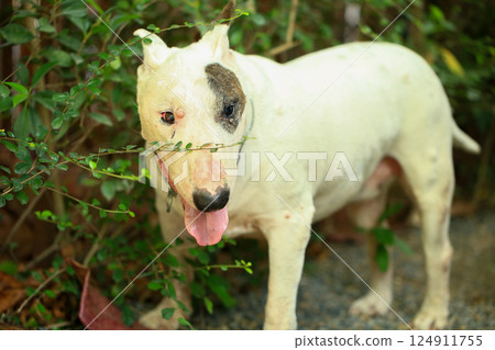 Portrait of a Bull Terrier in the park. Bull Terrier is a small dog of the genus Bull Terrier. 124911755
