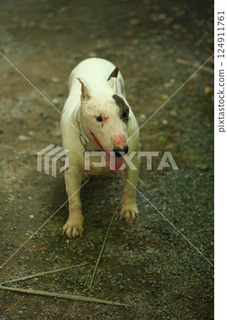 Portrait of a Bull Terrier in the park. Bull Terrier is a small dog of the genus Bull Terrier. 124911761