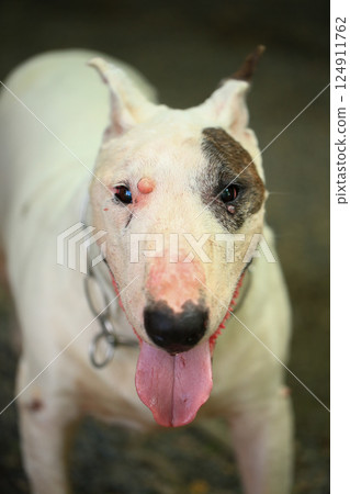 Portrait of a Bull Terrier in the park. Bull Terrier is a small dog of the genus Bull Terrier. Portrait of a Bull Terrier in the park. Bull Terrier is a small dog of the genus Bull Terrier. 124911762