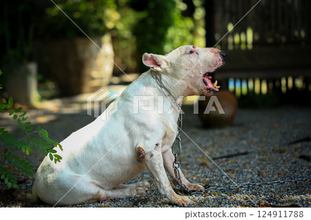 Portrait of a Bull Terrier in the park. Bull Terrier is a small dog of the genus Bull Terrier. 124911788