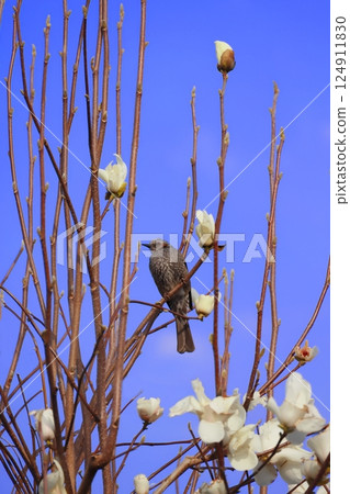 A bulbul perched on a tree 124911830