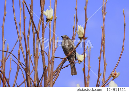 A bulbul perched on a tree A bulbul perched on a tree 124911831