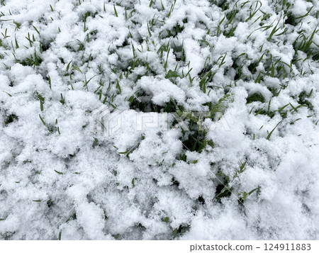 Snow on green fresh spring grass. Climate and weather 124911883