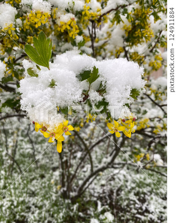 A flowering currant bush is covered with snow. Weather and climate. 124911884