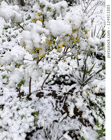 A flowering currant bush is covered with snow. Weather and climate. 124911885
