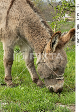 Donkey grazing eating grass on lawn in rural area 124911917