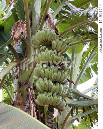 Close-up image of a banana tree with large clusters of unripe green bananas growing under tropical foliage Close-up image of a banana tree with large clusters of unripe green bananas growing under tropical foliage 124911944