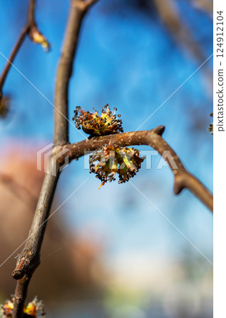 This is a close up view of a flower bud located on a tree branch This is a close up view of a flower bud located on a tree branch 124912104