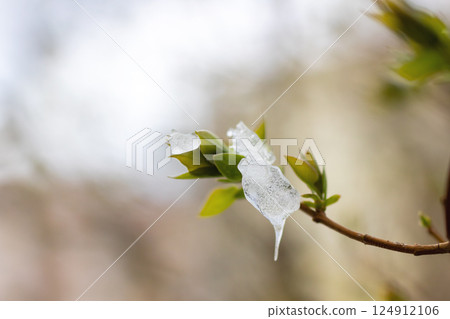 Here is a close up visual of a plant with fresh snow on it Here is a close up visual of a plant with fresh snow on it 124912106