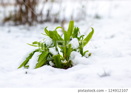 A small, resilient green plant is pushing its way up out of the snow 124912107