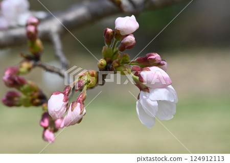 Cherry blossom 124912113
