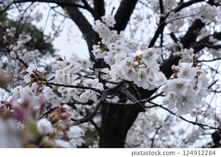 多雲天空上的櫻花 124912284