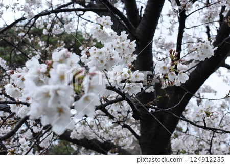 多雲天空上的櫻花 多雲天空上的櫻花 124912285