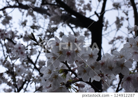 Cherry blossoms on a cloudy sky Cherry blossoms on a cloudy sky 124912287