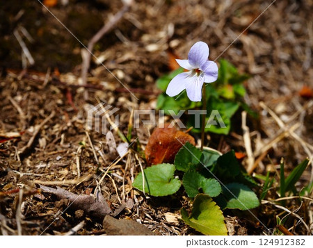 Pale purple violets blooming in the Kyu-Furukawa Gardens Pale purple violets blooming in the Kyu-Furukawa Gardens 124912382