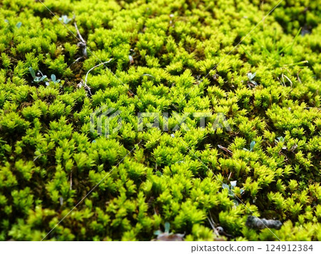 Moss spreading on the shady slope of the Kyu-Furukawa Garden 124912384