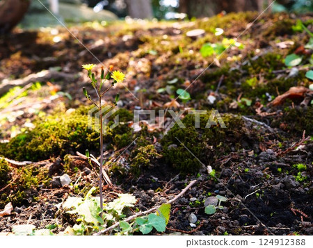 舊古川庭園的樹蔭下盛開著黃色的鬼板花 124912388
