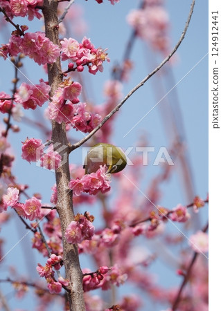 Mejiro吮吸梅花的蜂蜜 124912441