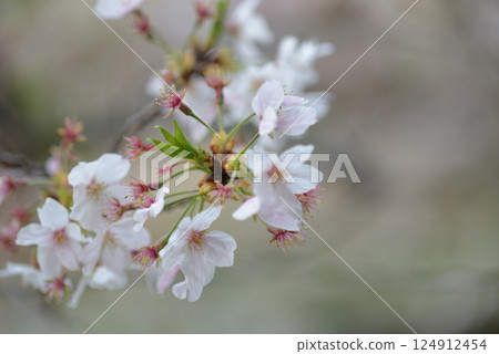 櫻花和嫩葉 124912454