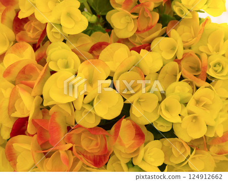 Potted Begonia Potted Begonia 124912662
