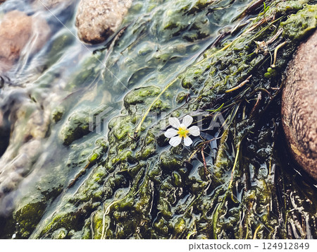 White flower is floating on top of a green, slimy river 124912849