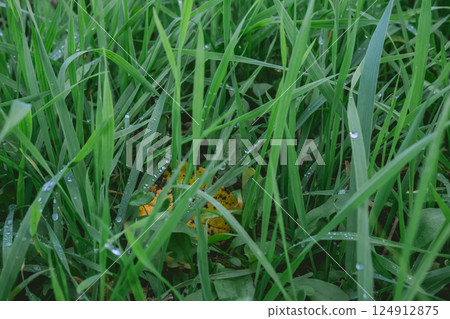 The grass is wet and the leaves are green 124912875