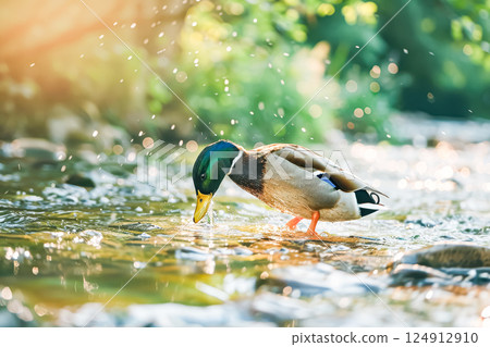 Duck is in the water, drinking from the stream Duck is in the water, drinking from the stream 124912910