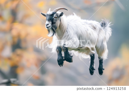 Goat is jumping in the air with its head up 124913258