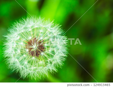 蒲公英絨毛 2-4 124913465
