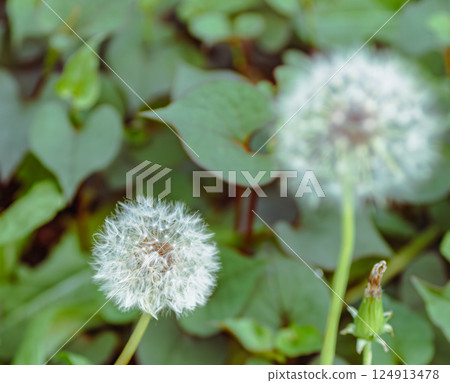 Dandelion fluff 2-16 124913478