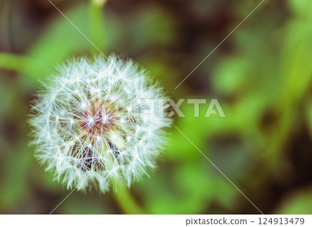 蒲公英絨毛 2-17 124913479