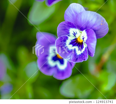 Viola flower 2-13 124913741