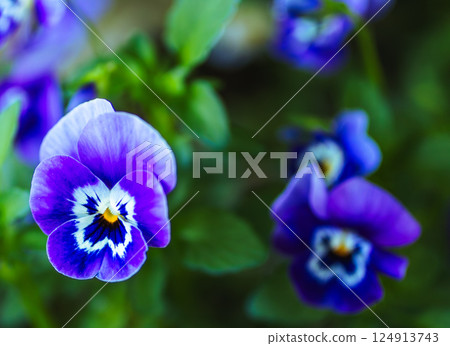 Viola flower 2-14 124913743